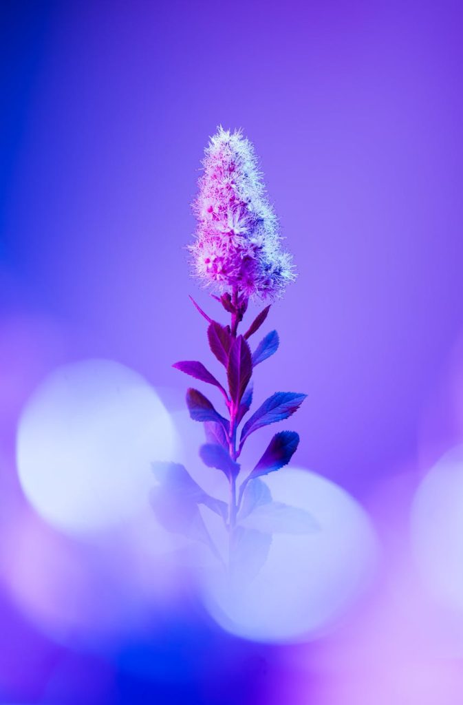 Spot Hidden Salvage Gems: Expert Tips for Uncovering Treasures A vibrant artistic photo of Spiraea bloom with vivid purple and blue hues. Perfect for abstract floral themes.