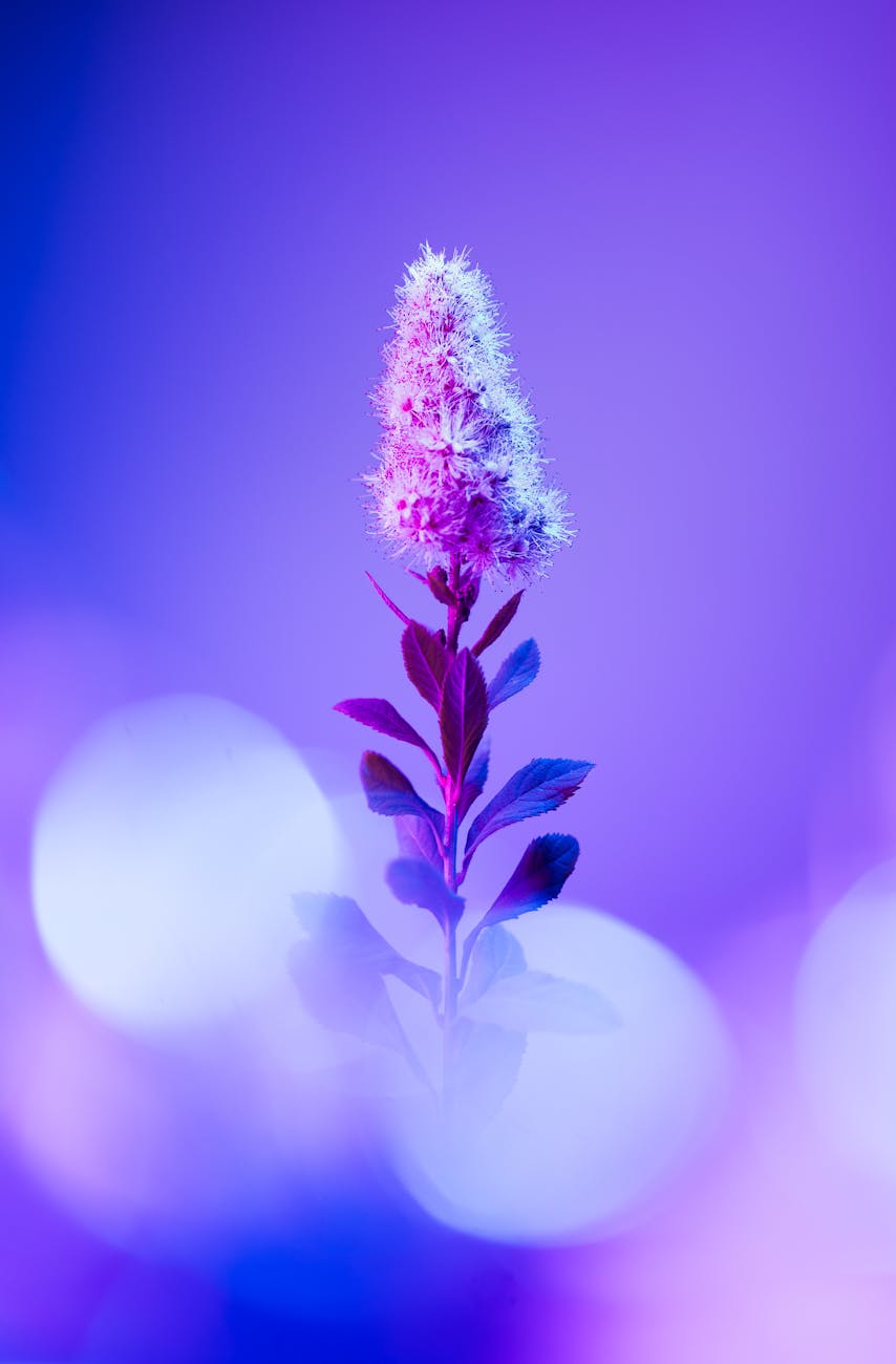 Spot Hidden Salvage Gems: Expert Tips for Uncovering Treasures A vibrant artistic photo of Spiraea bloom with vivid purple and blue hues. Perfect for abstract floral themes.